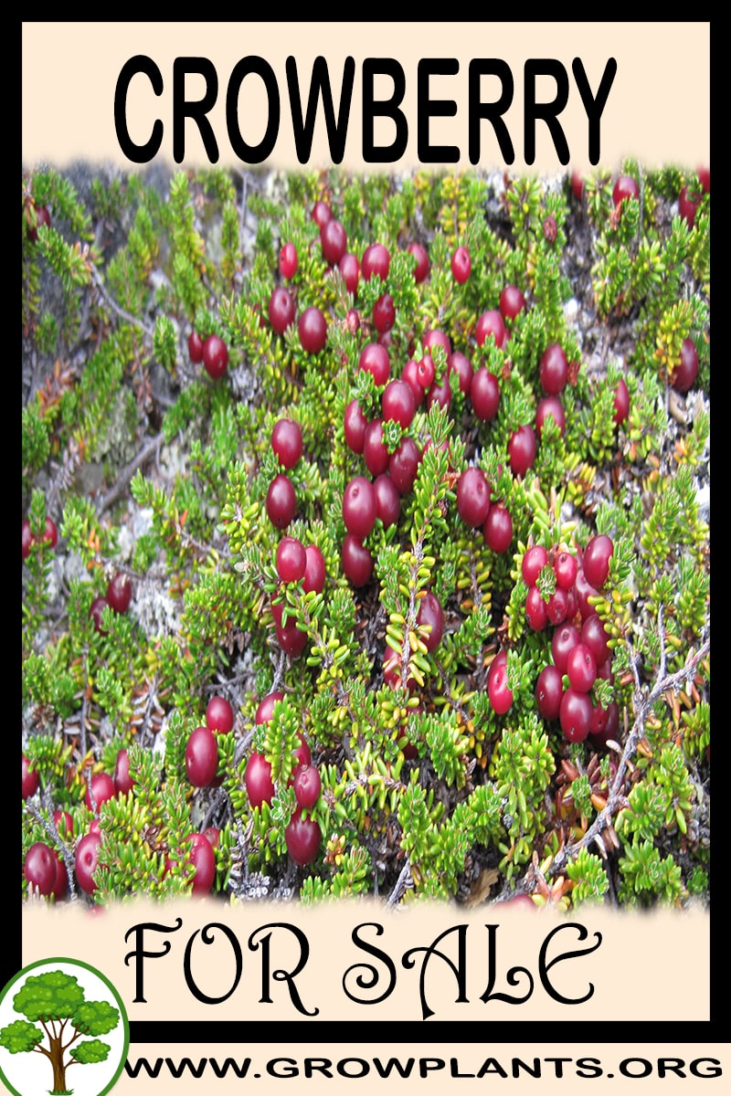 Crowberry