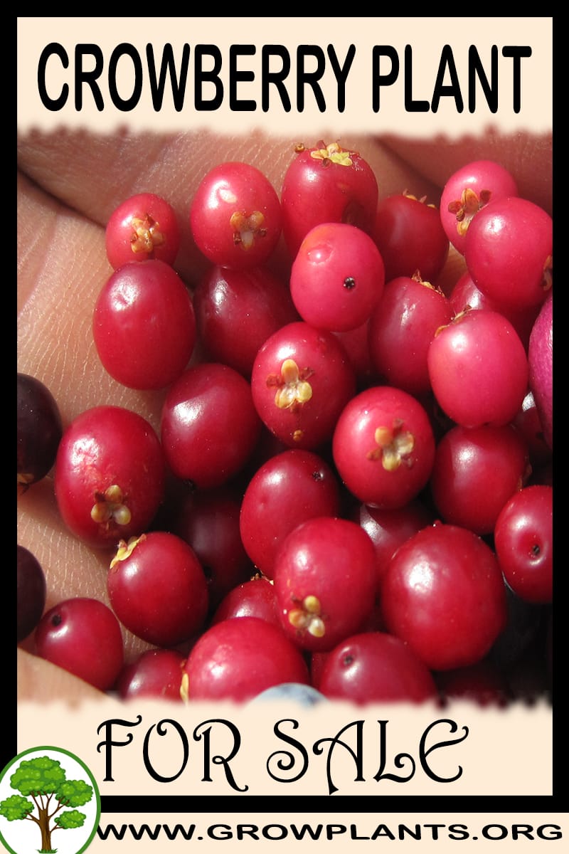 Crowberry