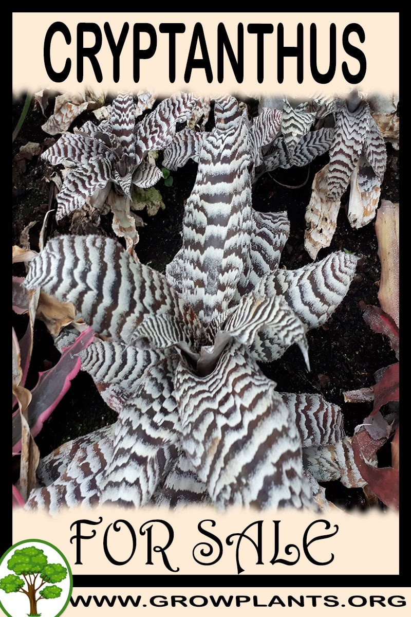 Cryptanthus