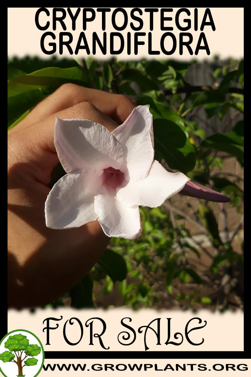 Cryptostegia grandiflora