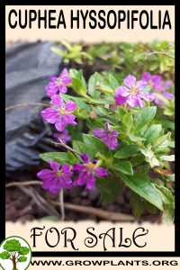 Cuphea hyssopifolia for sale