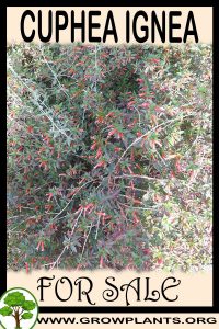 Cuphea ignea for sale