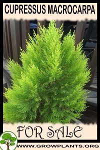 Cupressus macrocarpa for sale