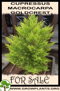 Cupressus macrocarpa goldcrest for sale