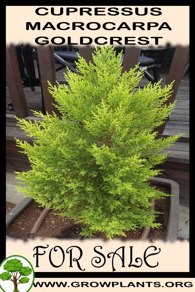 Cupressus macrocarpa goldcrest