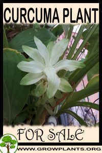 Curcuma plant for sale