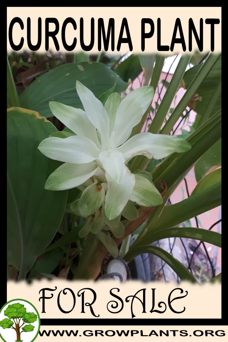 Curcuma