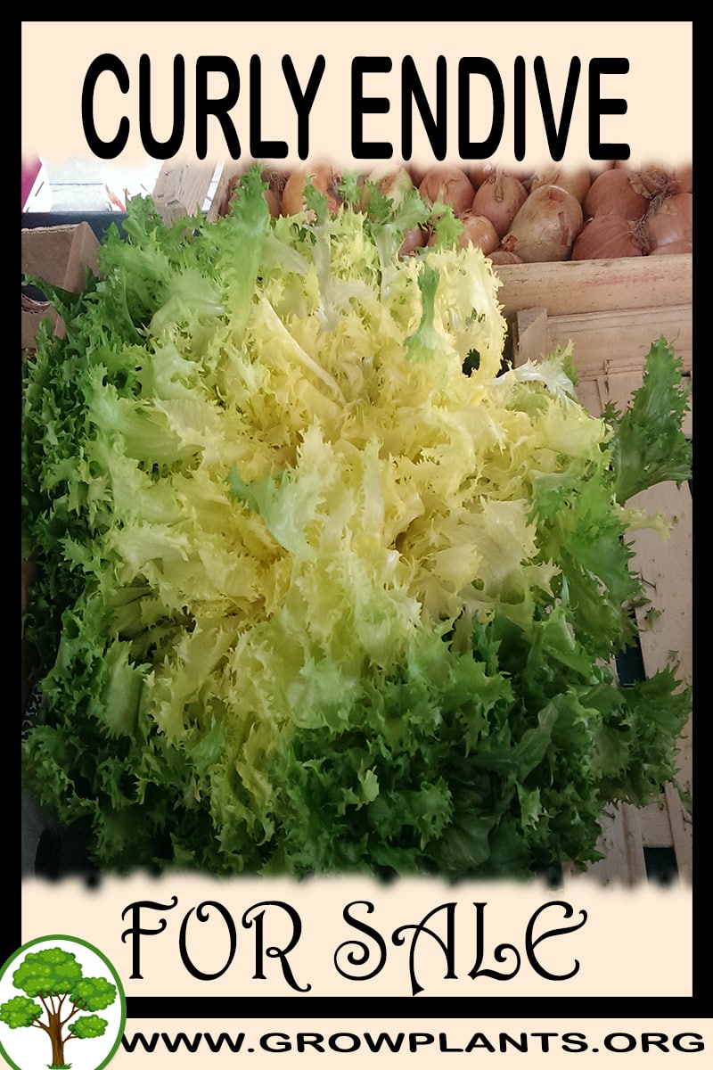 Curly endive
