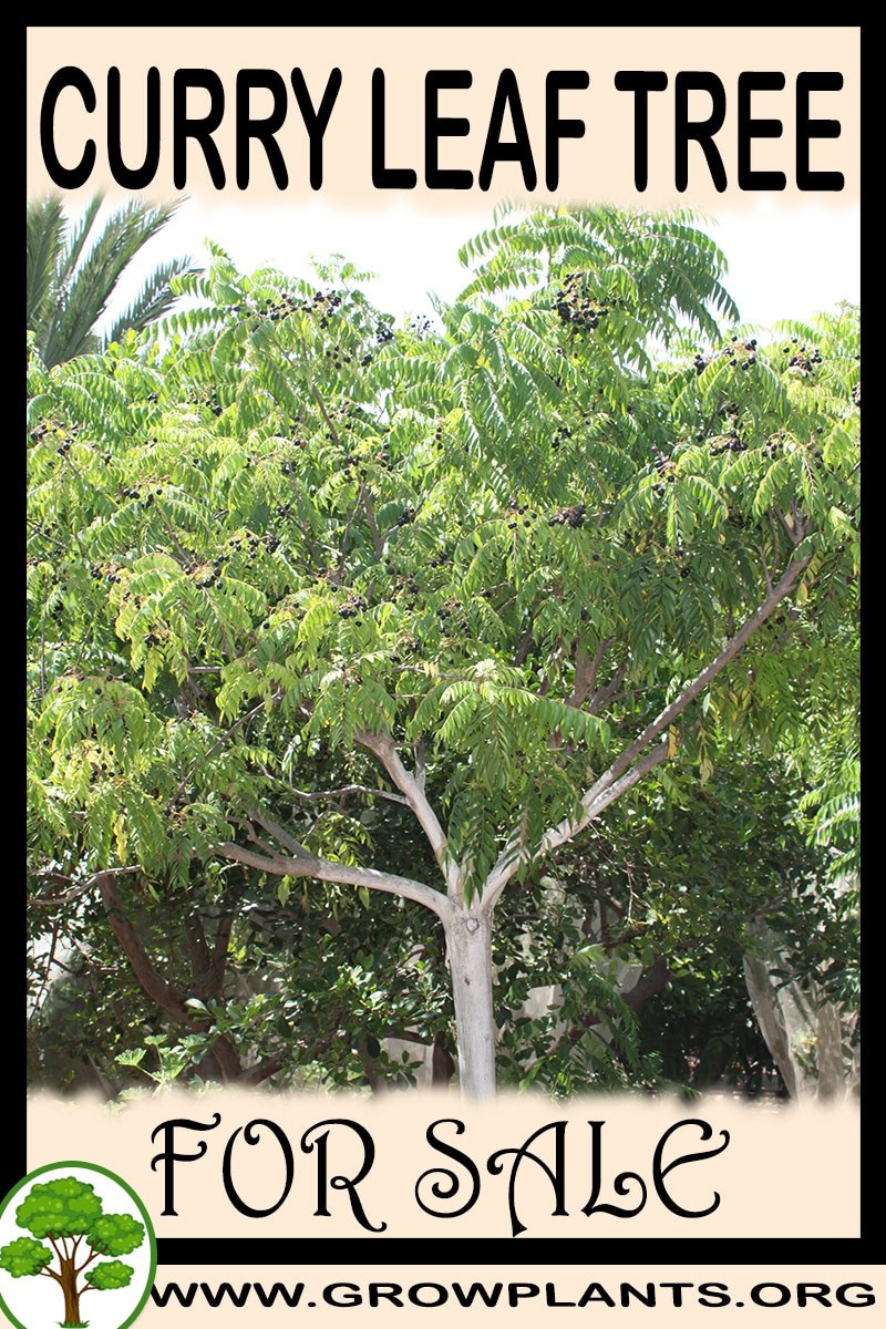 Curry leaf tree