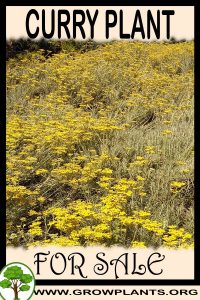 Curry plant for sale