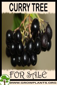 Curry tree for sale