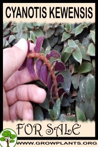 Cyanotis kewensis for sale