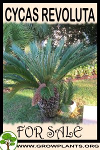Cycas revoluta for sale