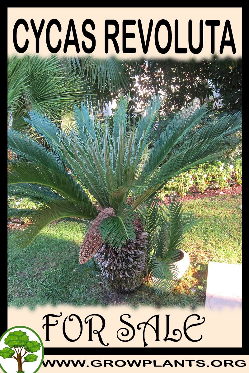 Cycas revoluta