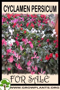 Cyclamen persicum for sale