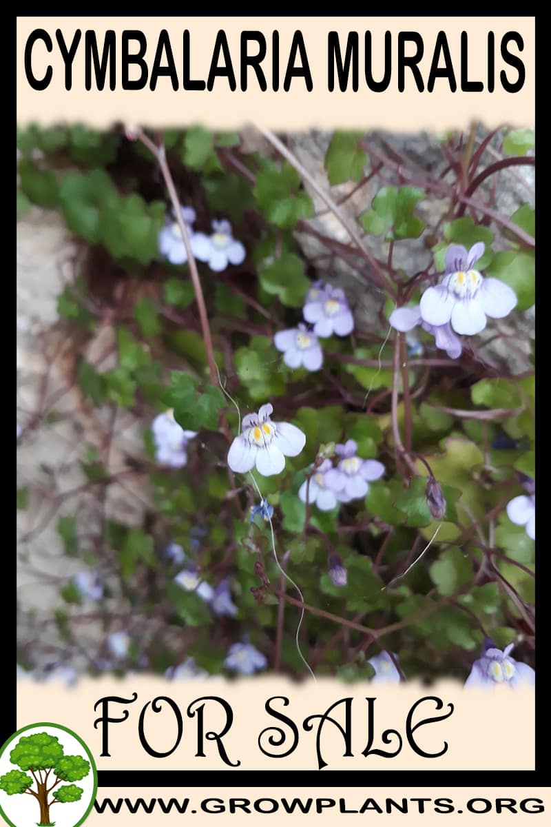 Cymbalaria muralis