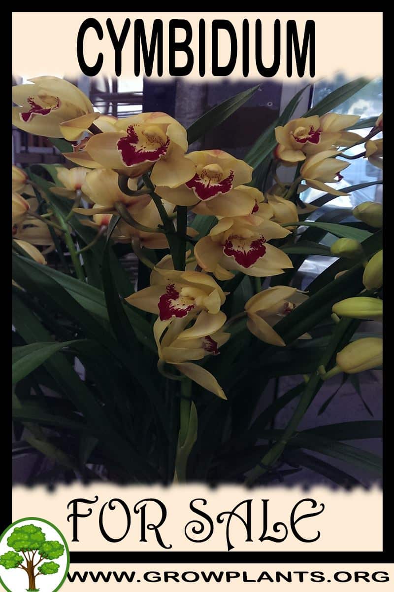 Cymbidium