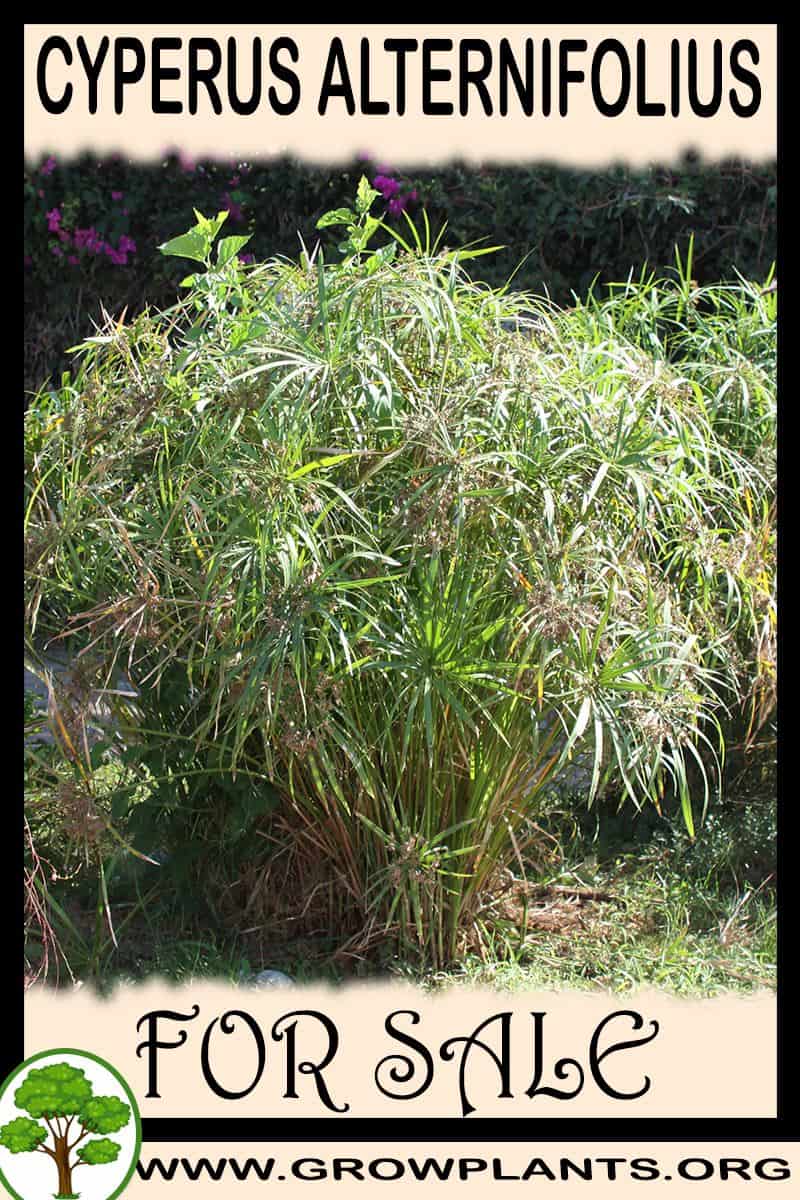 Cyperus alternifolius