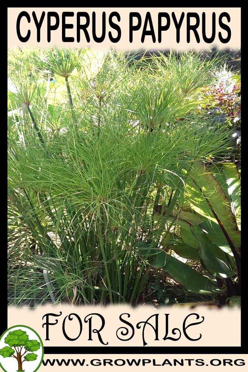 Cyperus papyrus