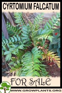 Cyrtomium falcatum for sale