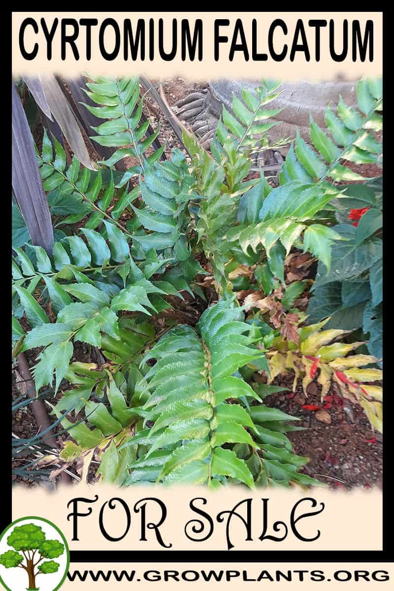 Cyrtomium falcatum