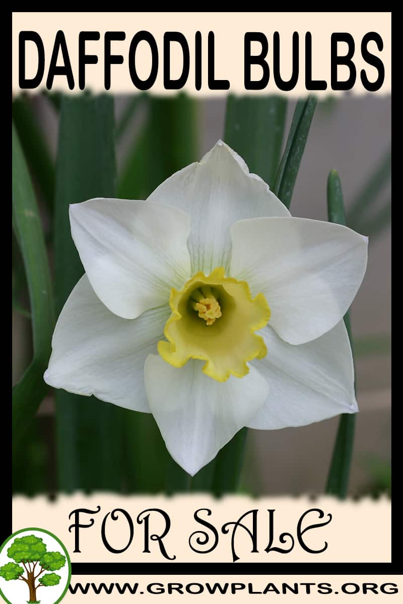 Daffodil bulbs