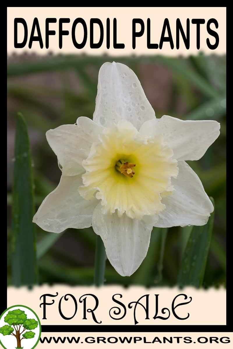 Daffodil plants