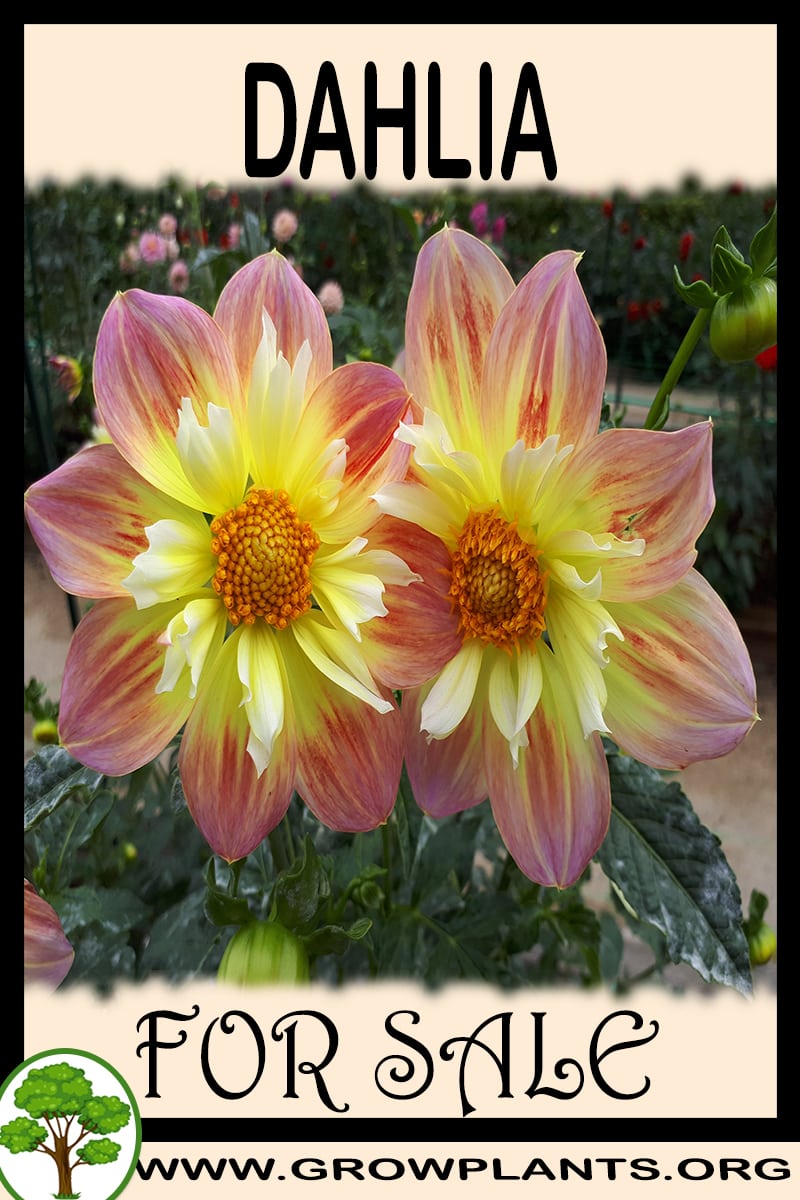 Dahlia