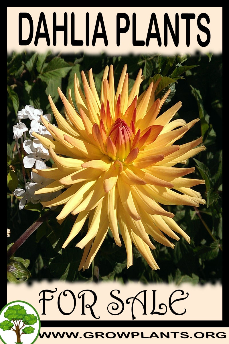 Dahlia plants