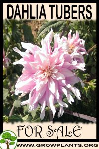 Dahlia tubers for sale