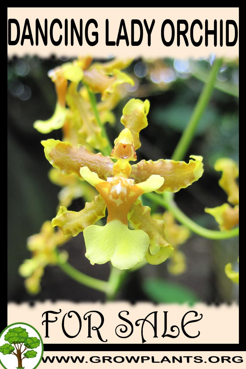 Dancing lady orchid