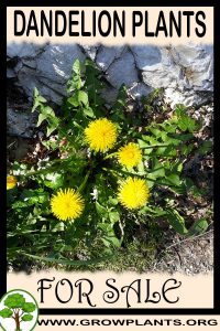Dandelion plants for sale