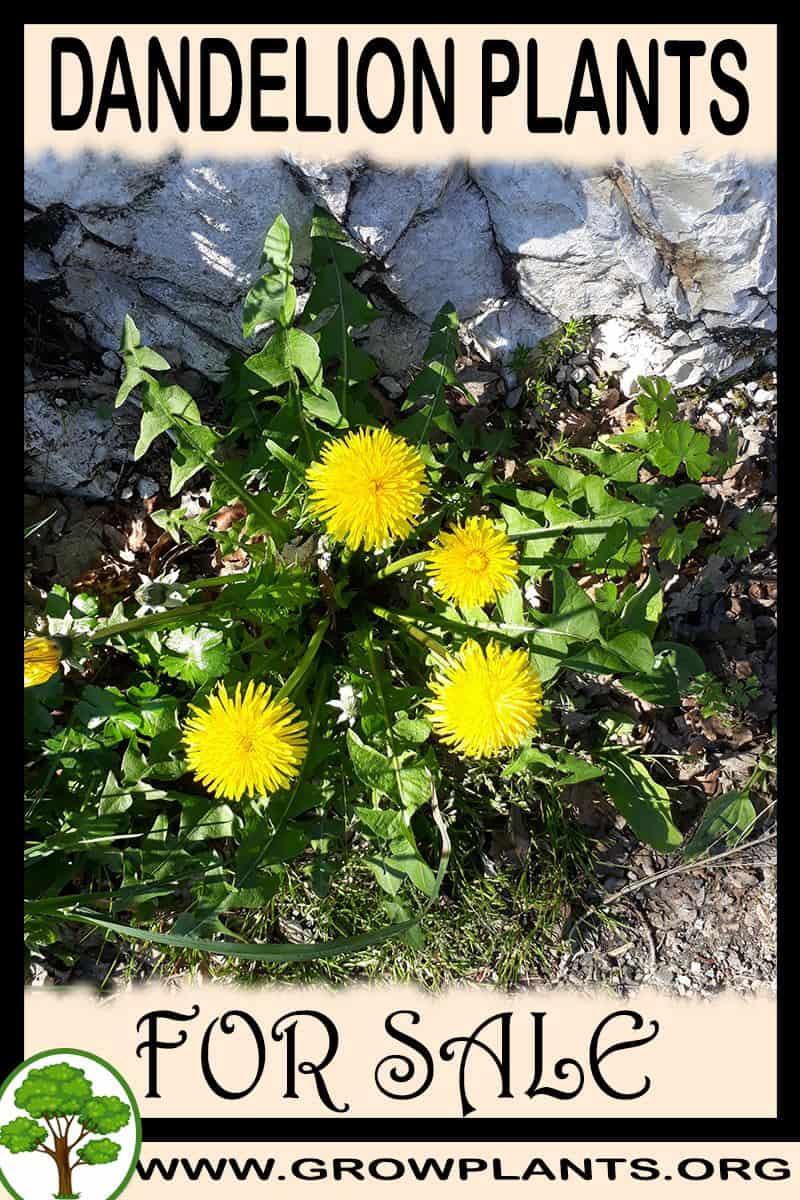 Dandelion plants