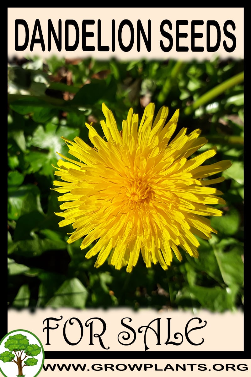 Dandelion seeds