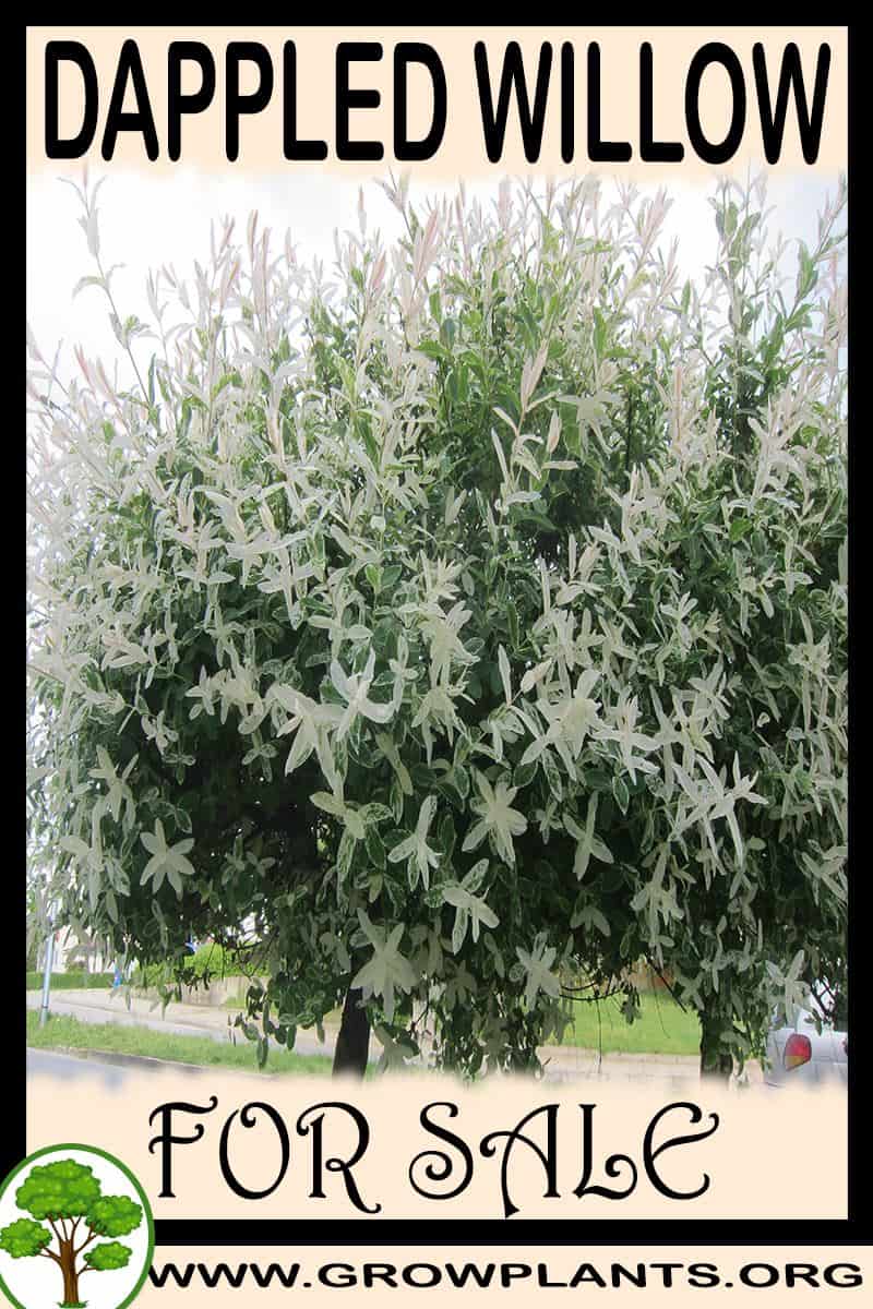Dappled willow
