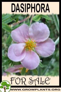 Dasiphora for sale