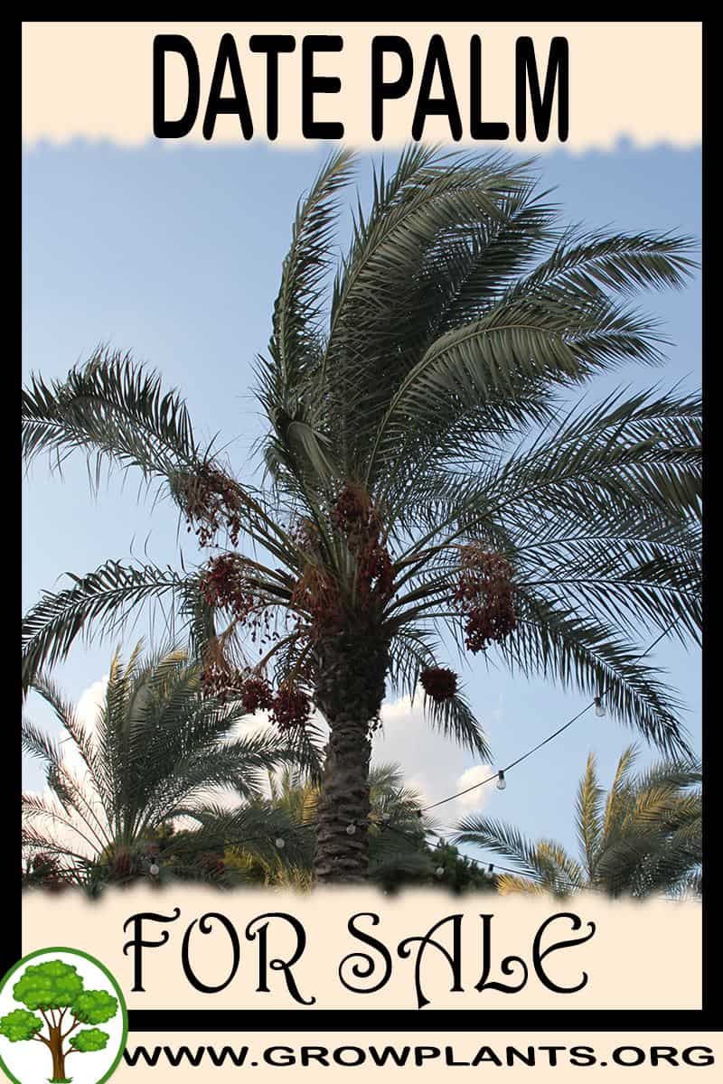 Date palm