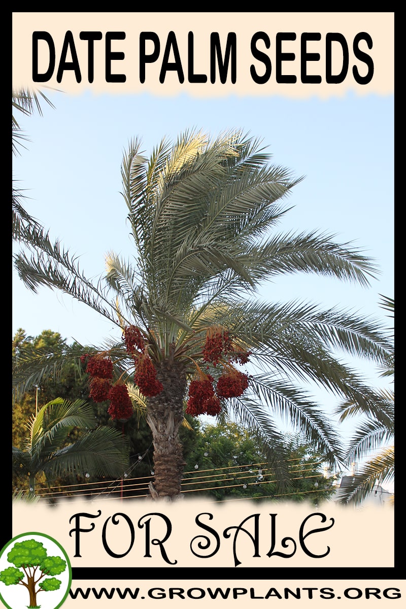 Date palm seeds