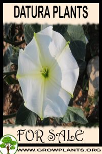 Datura plants for sale