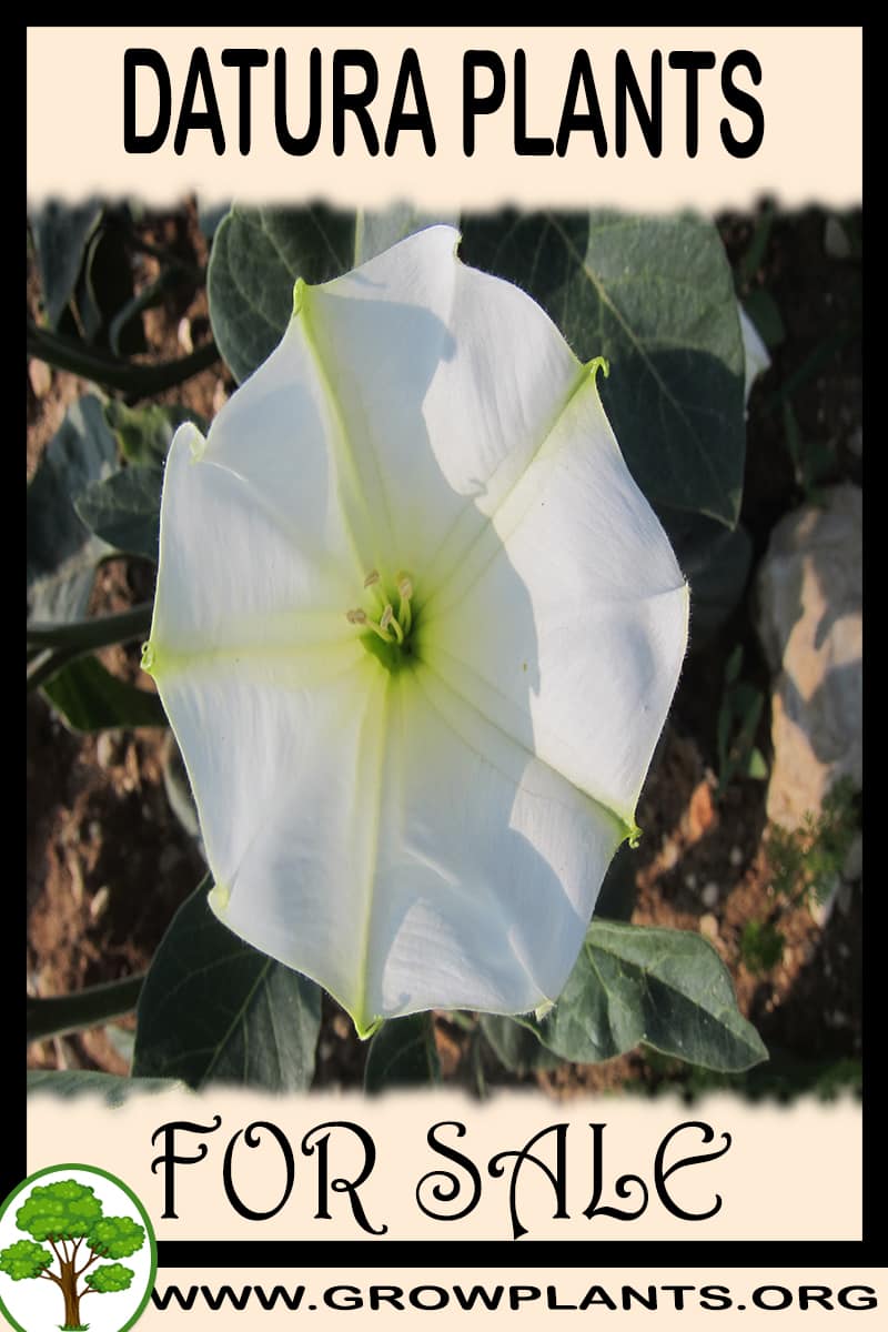 Datura plants