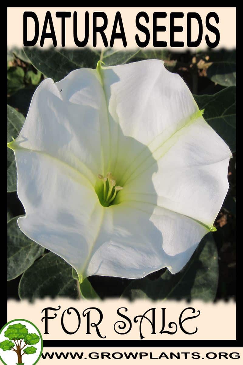 Datura seeds