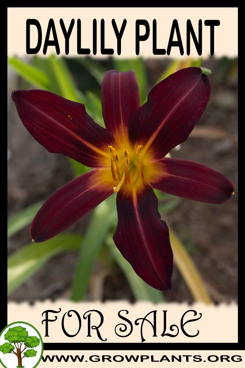 Daylily