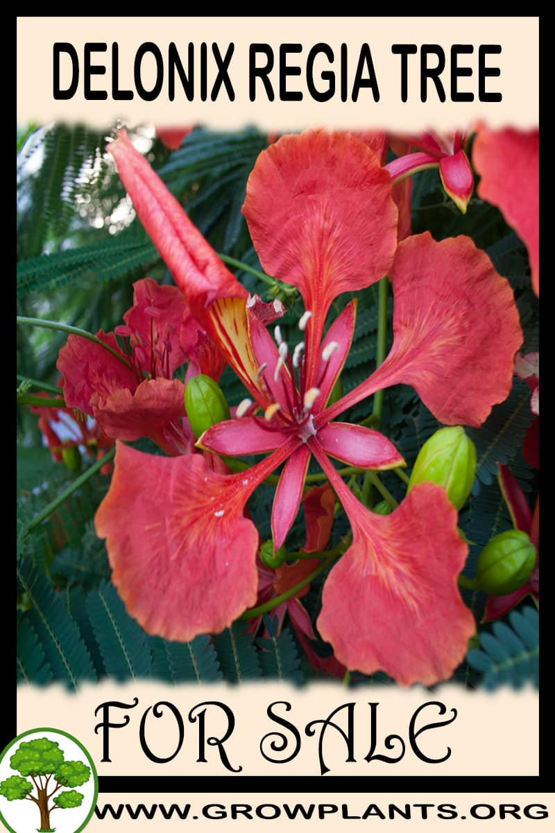 Delonix regia tree