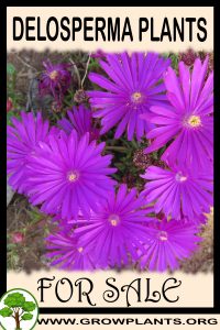 Delosperma plants for sale