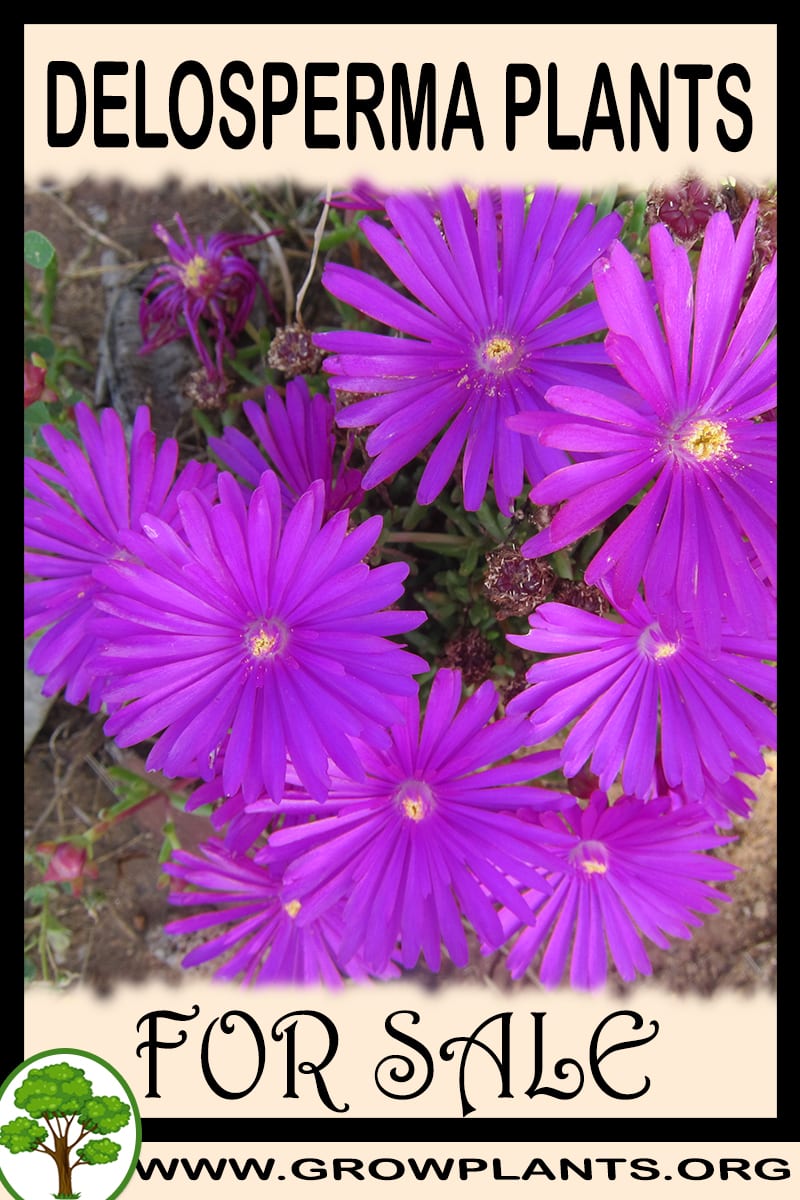 Delosperma plants