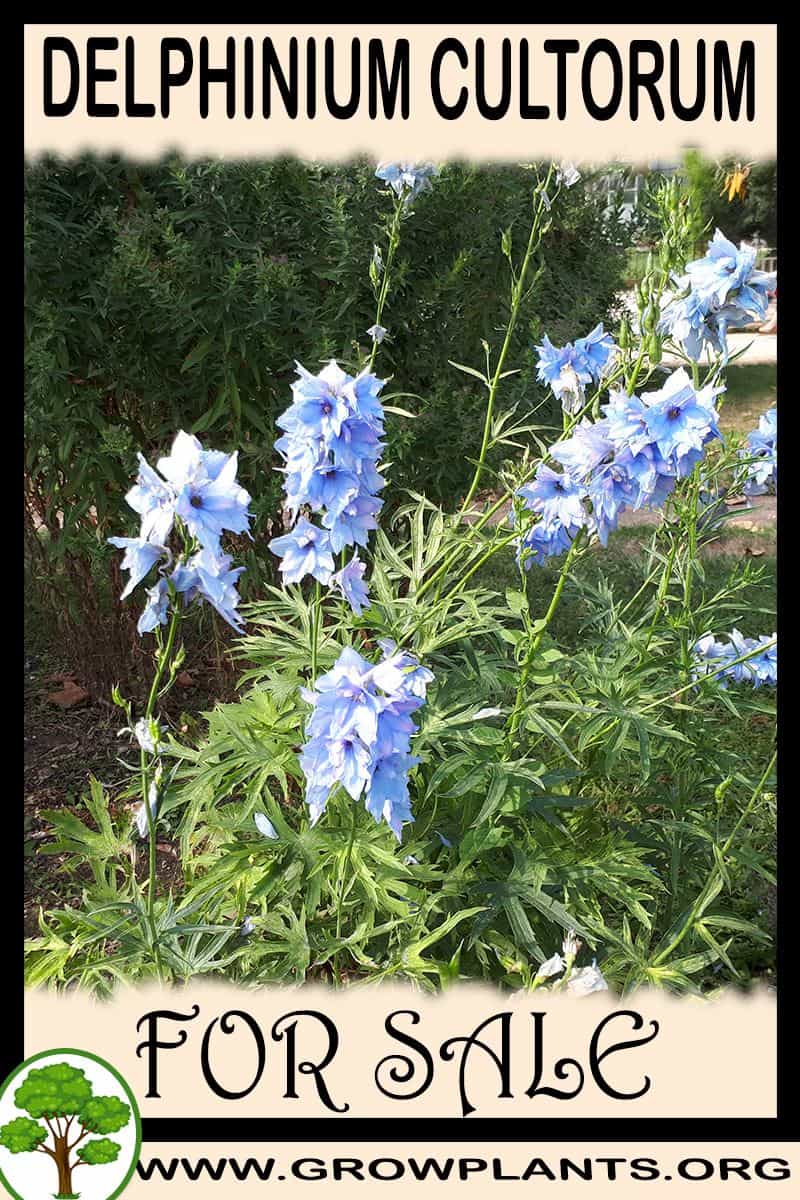 Delphinium cultorum