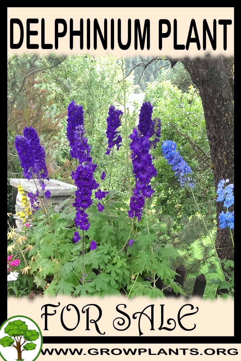 Delphinium