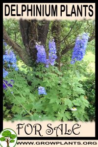 Delphinium plants for sale