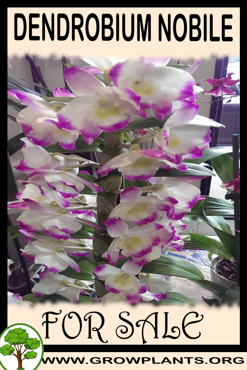 Dendrobium nobile