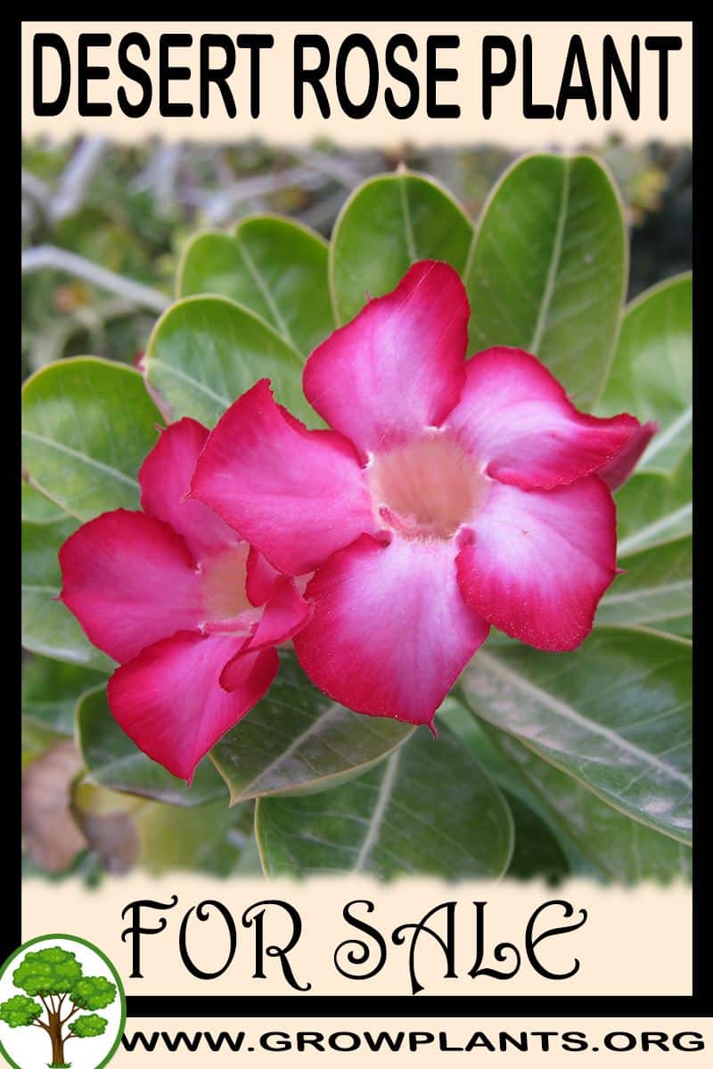 Desert rose